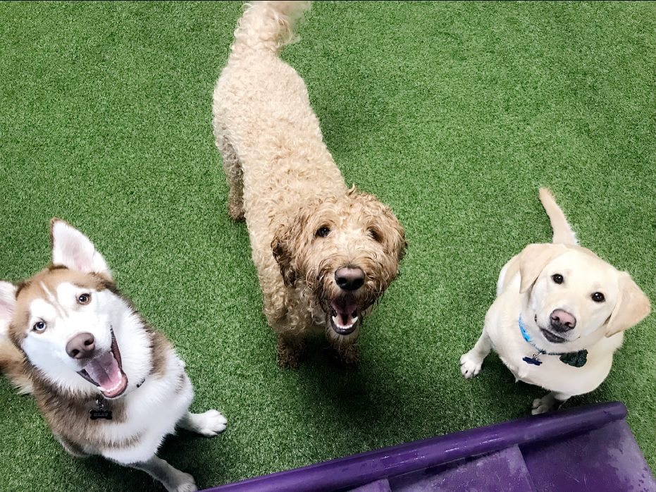 Lacey & Friends